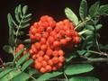 Sorbus decora Image 1