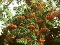 Sorbus discolor Image 1