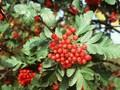 Sorbus hybrida Image 1