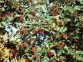 Sorbus intermedia Image 1