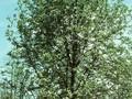 Sorbus intermedia Brouwers Image 1