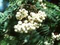 Sorbus koehneana Image 1