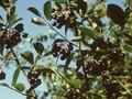 Sorbus melanocarpa Image 1