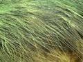 Sparganium natans Image 1