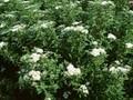 Spiraea albiflora Image 1