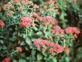 Spiraea bullata Image 1