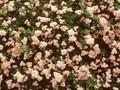 Spiraea japonica var alpina Image 1
