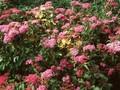 Spiraea japonica Crispa Image 1