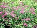 Spiraea japonica Froebelii Image 1