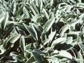 Stachys byzantina Silver Carpet Image 1