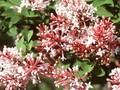 Syringa dielsiana Image 1