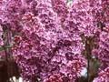 Syringa vulgaris Andenken an Ludwig Spath Image 1