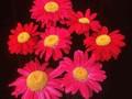 Tanacetum coccineum Robinsons Red Image 1