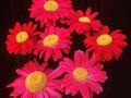 Tanacetum coccineum Robinsons Rote Image 1