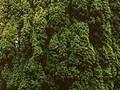 Taxus baccata Fastigiata Aureomarginata Image 1