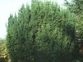 Taxus baccata Overeynderi Image 1