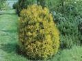 Thuja occidentalis Rheingold Image 1