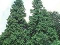 Thuja gigantea Image 1