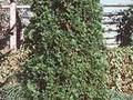 Thuja occidentalis Emerald Image 1