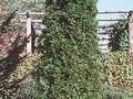 Thuja occidentalis Smaragd Image 1