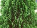 Thuja orientalis Image 1