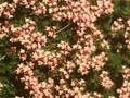 Thymus Bressingham Seedling Image 1