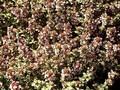 Thymus citriodorus Silver Queen Image 1