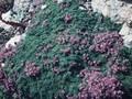 Thymus praecox Minor Image 1