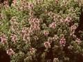 Thymus Silver Posie Image 1