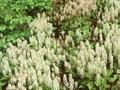 Tiarella cordifolia var collina Image 1