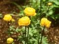 Trollius Orange Globe Image 1