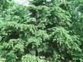 Tsuga diversifolia Image 1