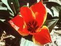 Tulipa Engadin Image 1
