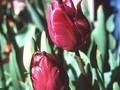 Tulipa Negrita Image 1