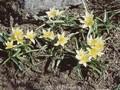 Tulipa tarda Image 1