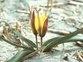 Tulipa urumiensis Image 1