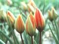 Tulipa whitallii Image 1