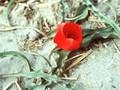 Tulipa wilsoniana Image 1