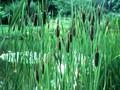 Typha latifolia subsp shuttleworthii Image 1