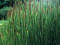 Typha laxmannii Image 1