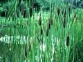 Typha shuttleworthii Image 1