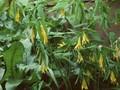 Uvularia grandiflora Image 1