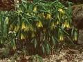 Uvularia perfoliata Image 1