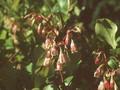 Vaccinium corymbosum Image 1