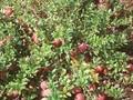 Vaccinium macrocarpon Image 1
