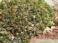 Vaccinium vitis-idaea Image 1
