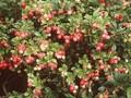 Vaccinium vitis-idaea Koralle Image 1