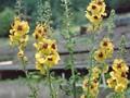 Verbascum chaixii Cotswold Queen Image 1
