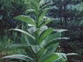 Verbascum longifolium Image 1