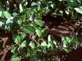 Veronica beccabunga Image 1